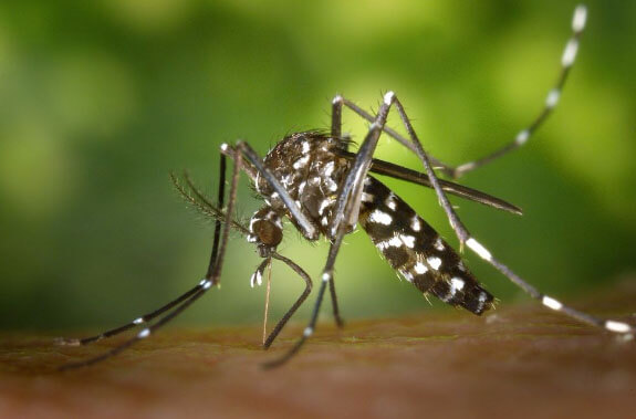 Pinturas anti mosquitos 1
